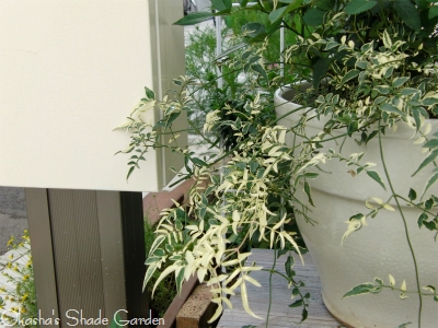 sCIMG5330.jpg