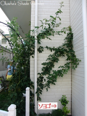 sCIMG5404.jpg