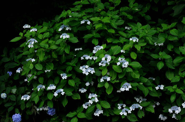 鎌倉紫陽花散歩