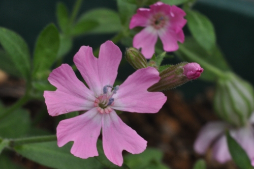 D82577T.jpg