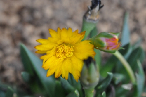 D83710t.jpg