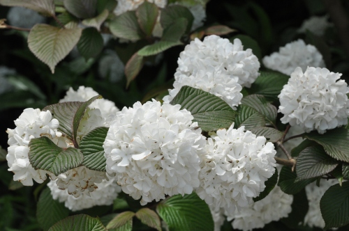 D83936t.jpg