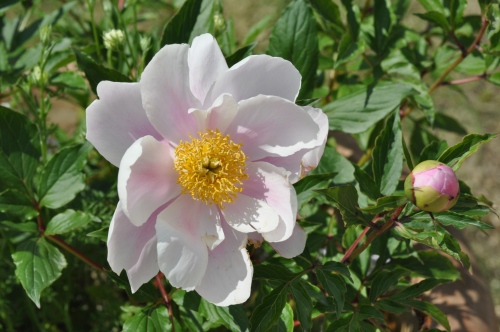 D84174t.jpg