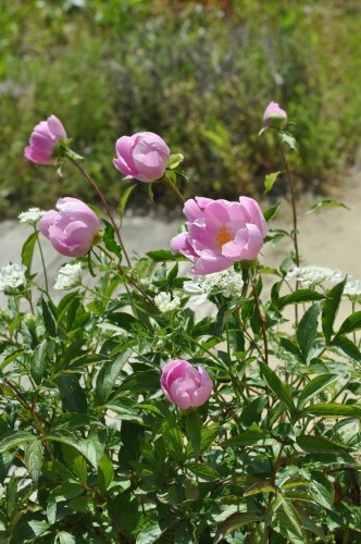 D84181t.jpg