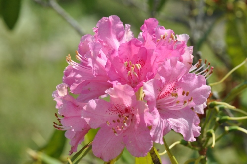 D84187t.jpg