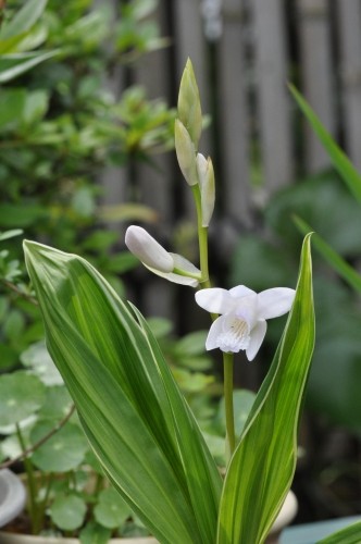 D84305t.jpg