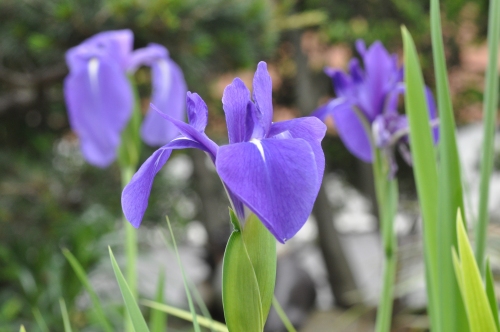 D84536t.jpg