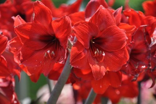 D84871t.jpg