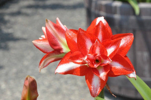 D84877t.jpg