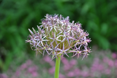 D84891t.jpg