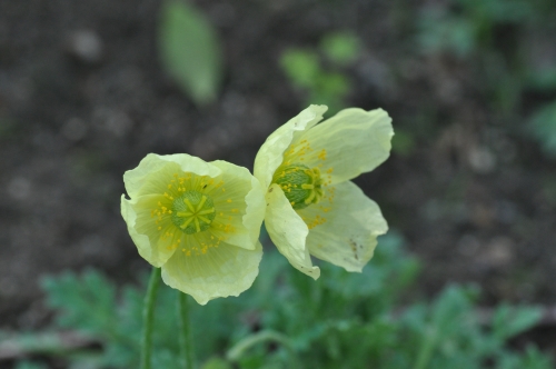 D85090t.jpg