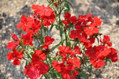 D85147t.jpg