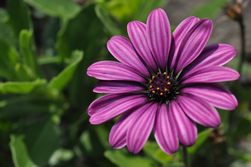 D85249t.jpg
