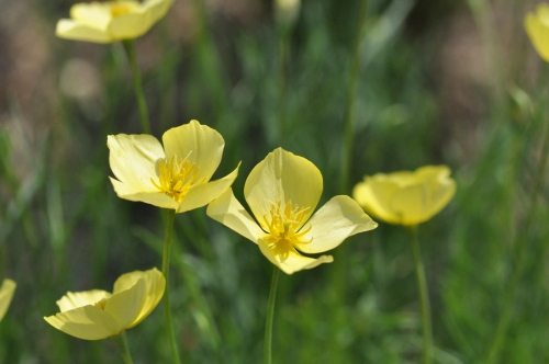 D85265t.jpg