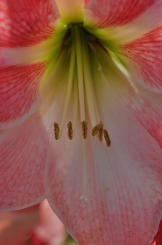 D85275t.jpg