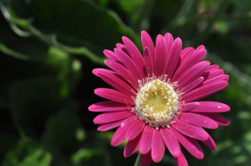 D85282t.jpg
