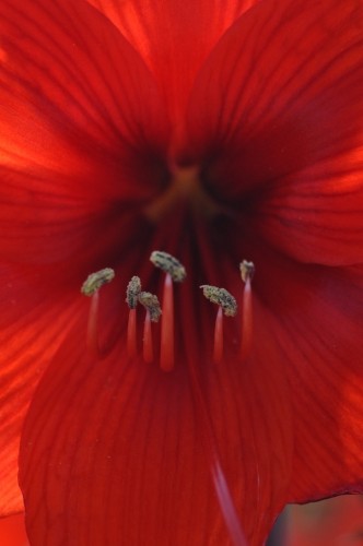 D85293t.jpg