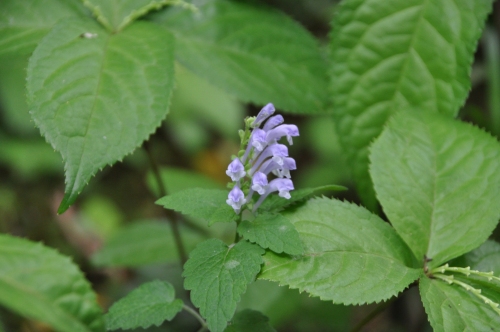 D85942t.jpg