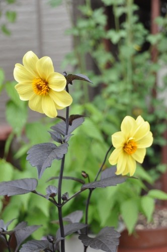D85999t.jpg