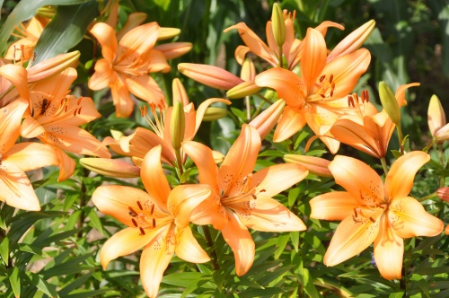 D87289t.jpg