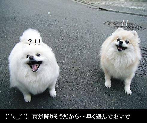 画像 006