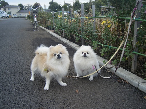 DSCF3238.jpg