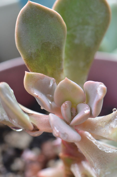 DSC_8462.jpg