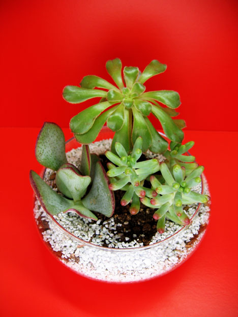 ペイント寄せ植え