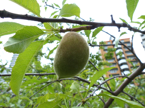 L1080925.jpg