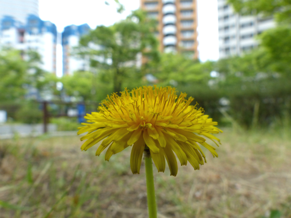 L1080938.jpg