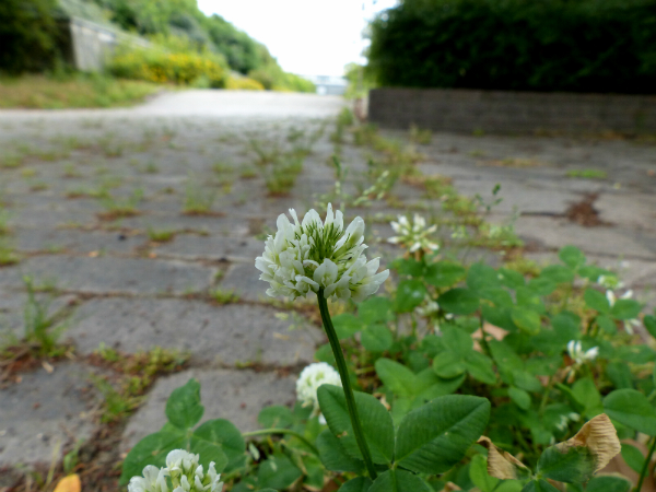 L1080984.jpg