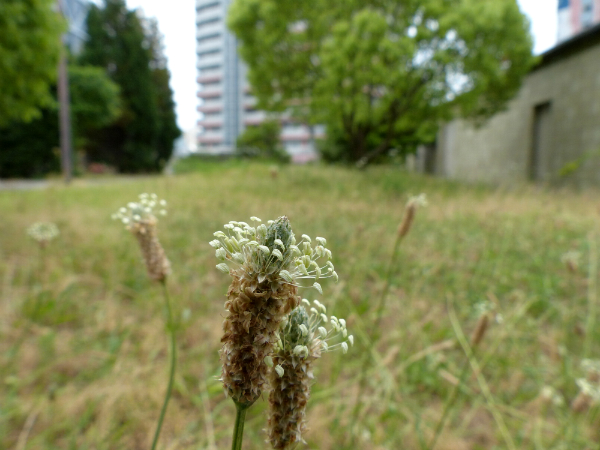 L1090029.jpg