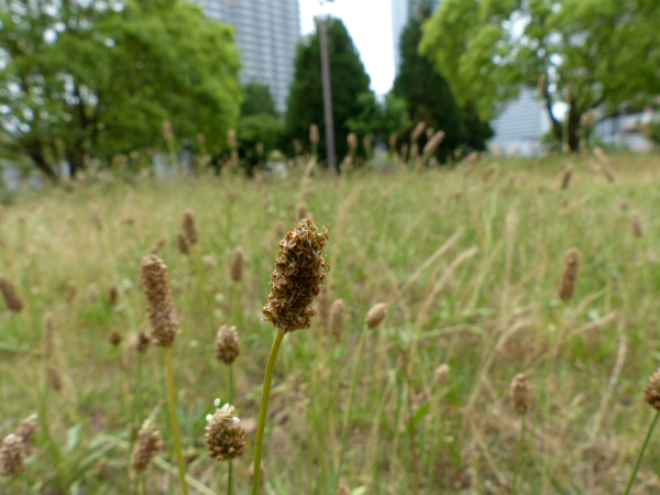 L1090034.jpg