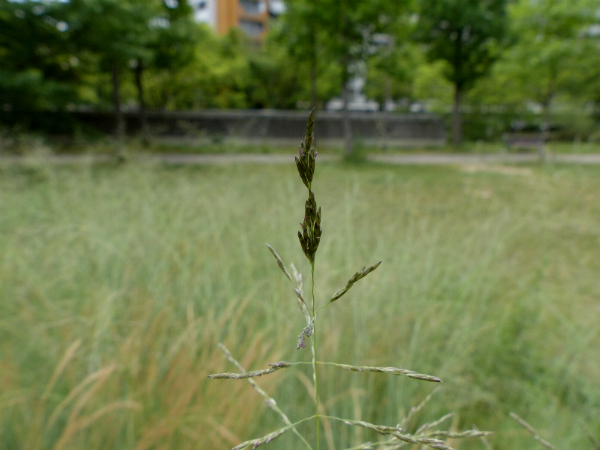L1090095.jpg