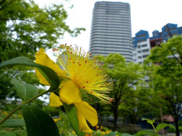 L1090111.jpg