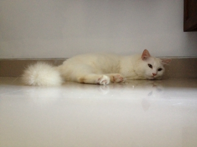 写真 (53)