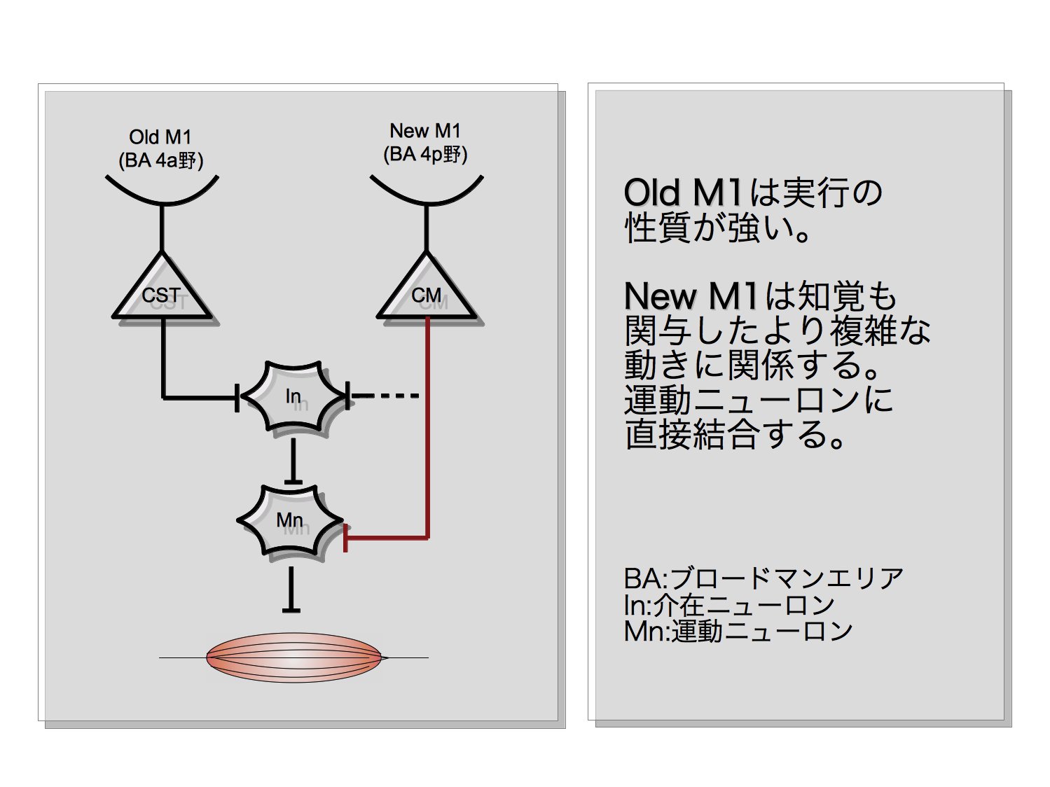 脳のアプローチ