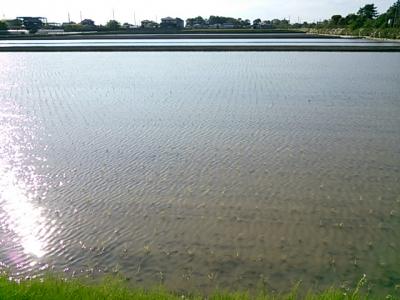 田植え(完了)