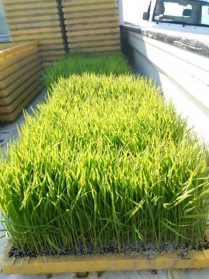 田植え(苗)