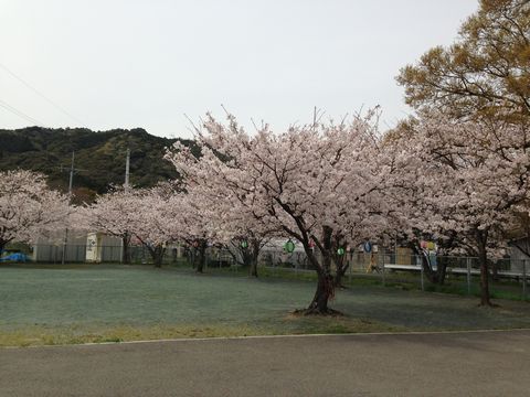 sakura 005