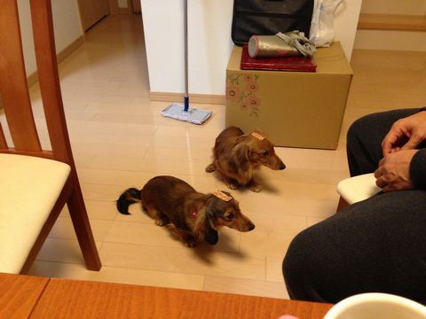 gacyadog 013