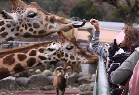 ももちゃんとの再会場所は伊豆高原