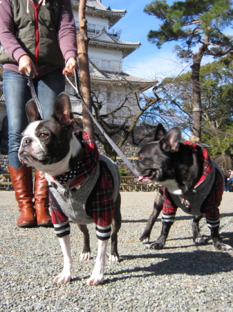 パンチとMARION の新年 初散歩