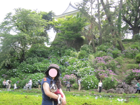 小田原城 あじさい・花菖蒲まつり