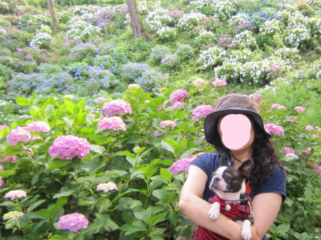 小田原城 あじさい・花菖蒲まつり