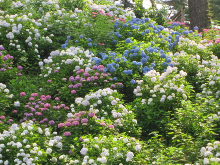 小田原城 あじさい・花菖蒲まつり