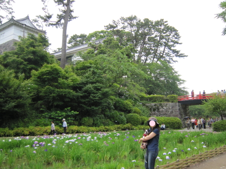 小田原城 あじさい・花菖蒲まつり