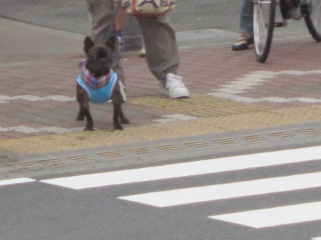 ゴンちゃんと一緒に!!