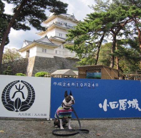 久しぶりに小田原城に行ったよ