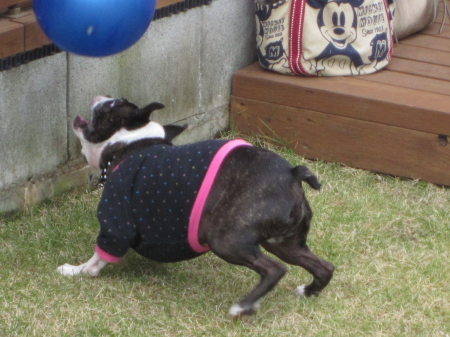 パンチとゴンちゃん 秋の遠足に行く!!